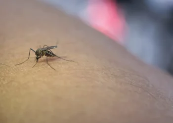 combate à dengue