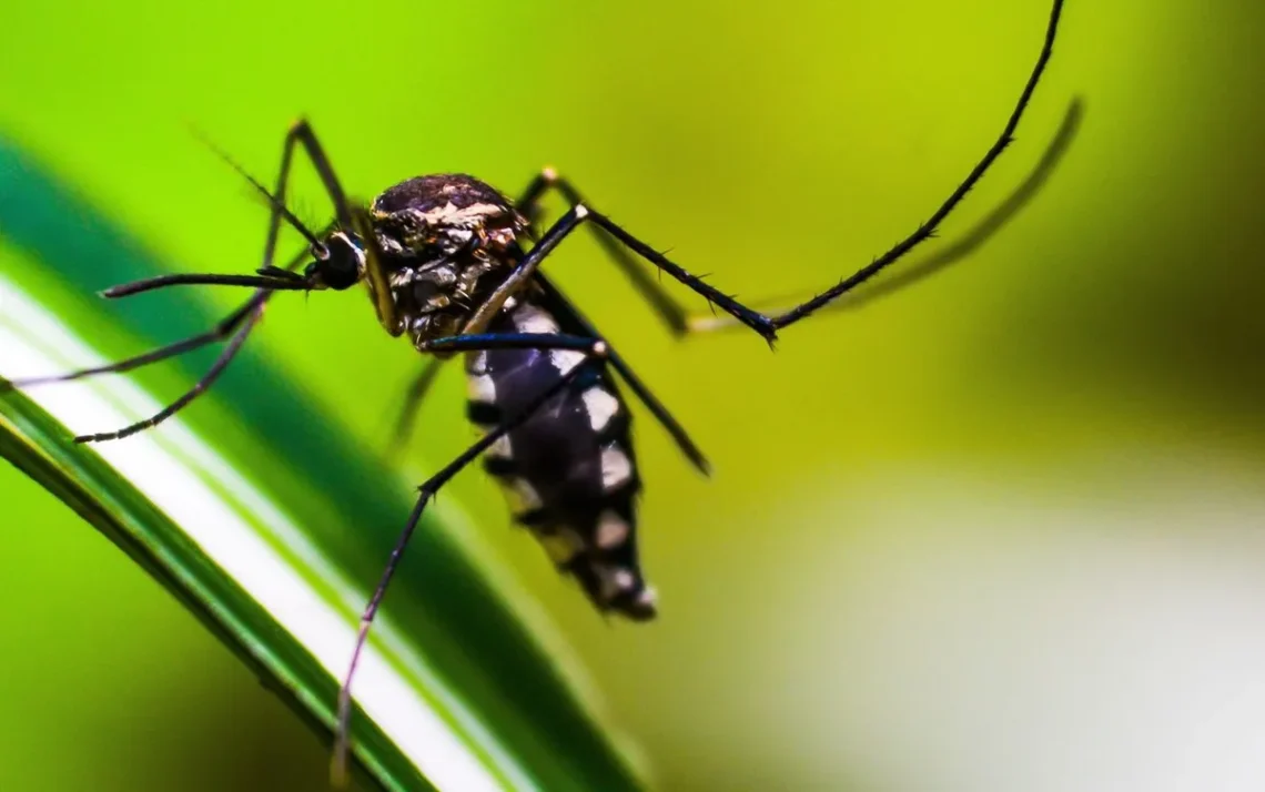 febre chikungunya, vírus zika, Aedes aegypti