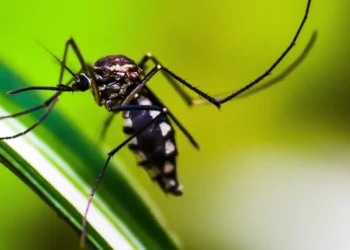 febre chikungunya, vírus zika, Aedes aegypti