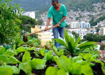 produção, de alimentos, nas cidades, agricultura, urbana e, periurbana;